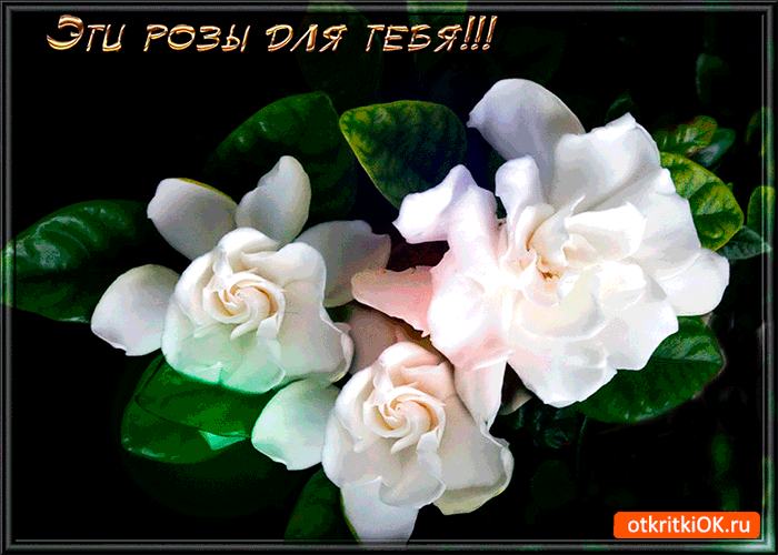 Картинки с белыми розами скачать. Красивые картинки с белыми розами.