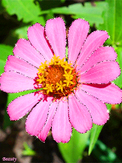 Открытка розовые цветы космеи. Открытка Космея и ромашка.   