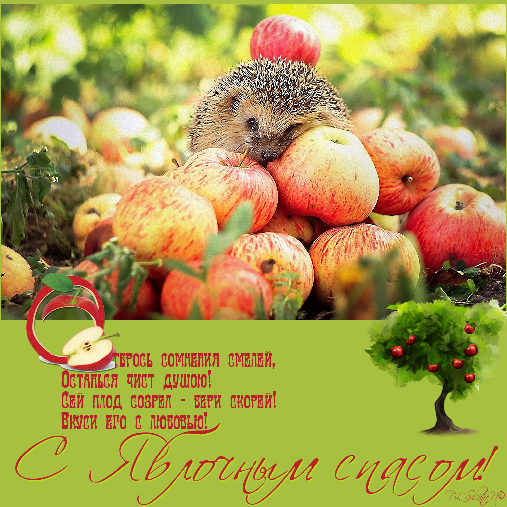 Поздравляю яблочным Спасом! Открытка с яблоками на ветке, с яблочным Спасом!