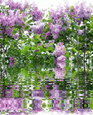 Открытка с корзиной фиолетовая сирени. Открытка Здравствуй, месяц май, я с бу...