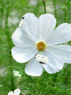 Открытка бабочка На цветке пурпурной космеи.  Открытка к космеи на ветру.