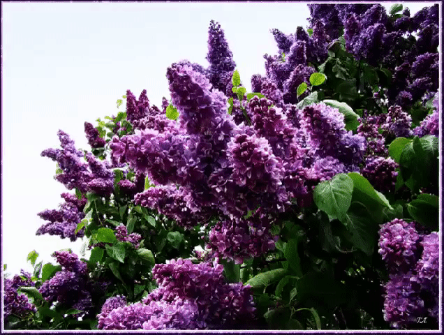 Открытка с корзиной фиолетовая сирени. Открытка Здравствуй, месяц май, я с бу...