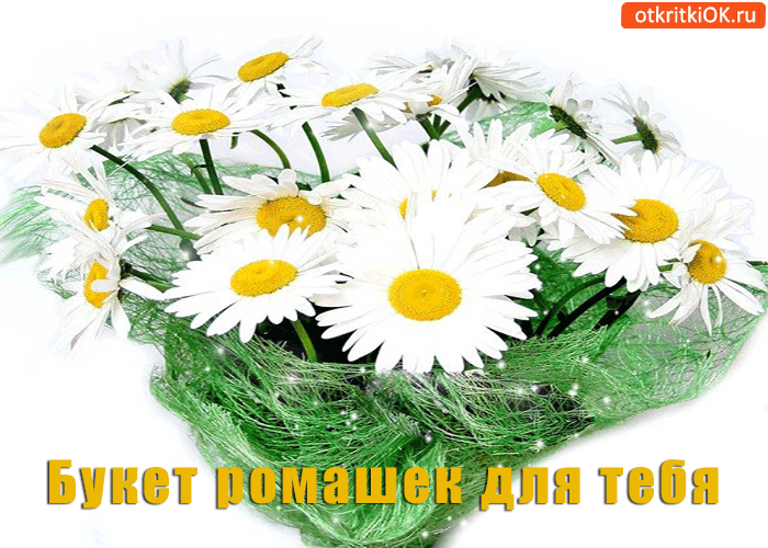 Картинки с ромашками скачать бесплатно. Картинки с ромашками и васильками.