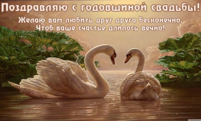 Открытка Два лебедя в воде и красные розы. Открытка со стихами про лебедей.