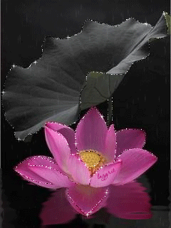 Открытка мерцающая блестящая с цветком лотоса. Открытка Лотос блестит в темноте.