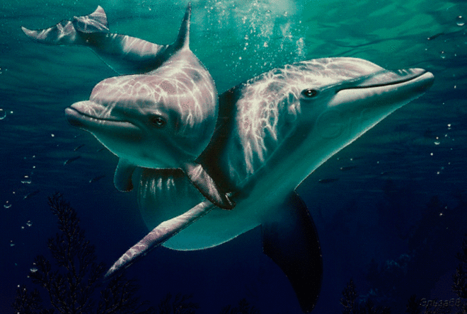 Открытки с анимацией Подводный мир. Открытки с дельфинами под водой.