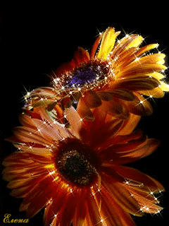 Нежная открытка с днём рождения со светло розовыми герберами.