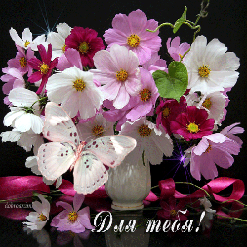 Открытка розовые цветы космеи. Открытка Космея и ромашка.   