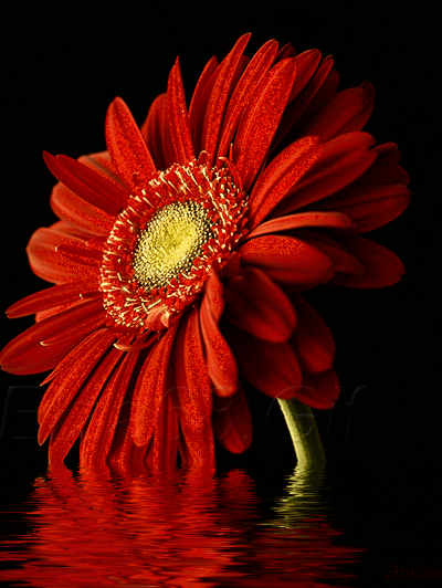 Открытка с днём рождения с фоном из разноцветного терьеров. 