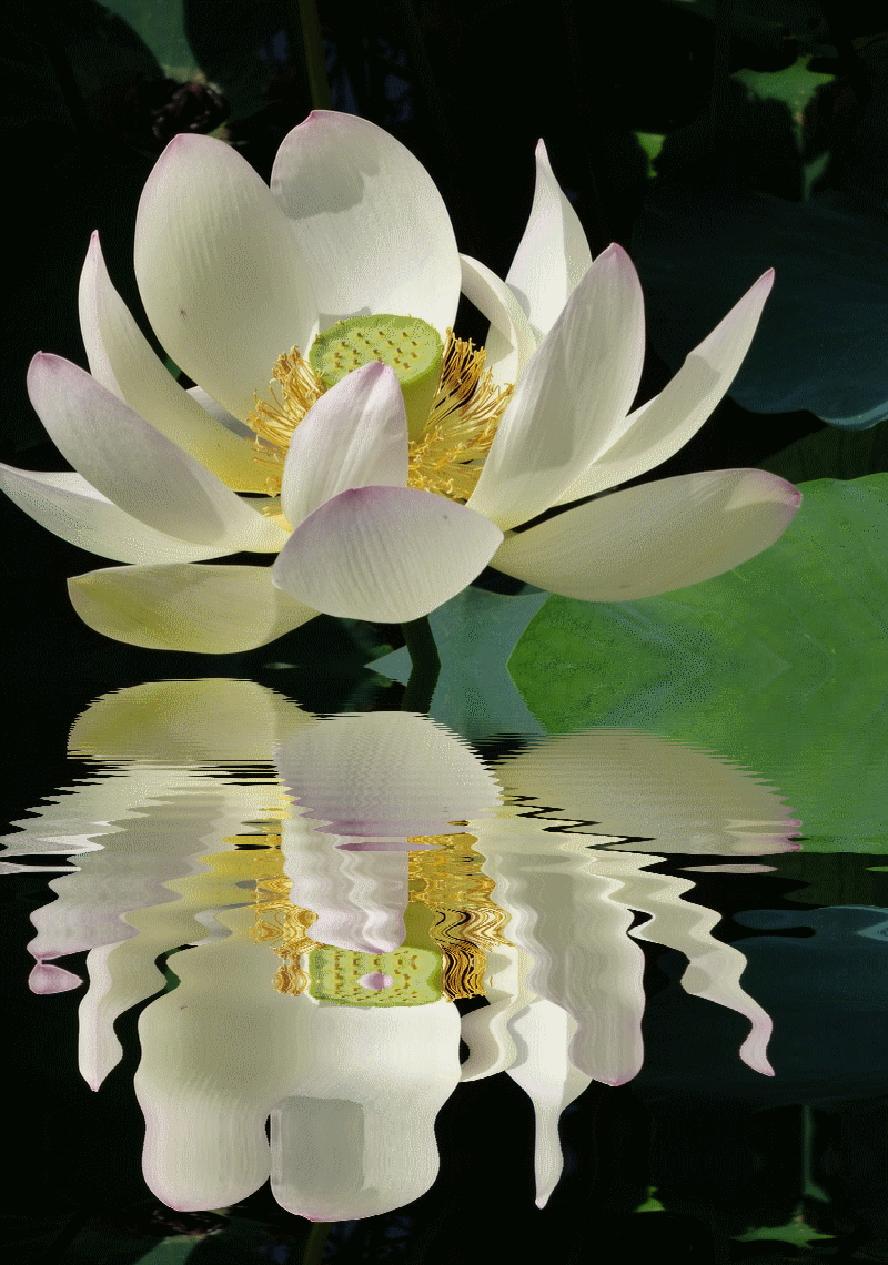 Красивые картинки с лотосом. Картинки с цветком лотоса. Картинки с изображени...