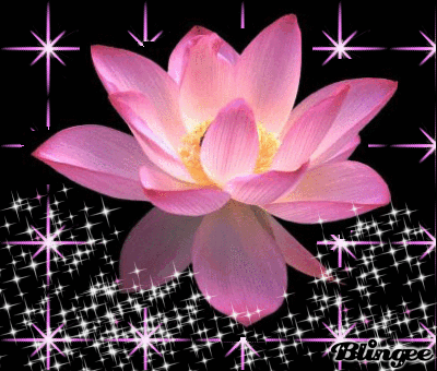 Открытка Лотос мерцает подождем , Лотос с желтой серединкой. Открытка распуст...