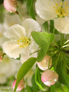  Скачать букет фрезий фото. Фрезия фото GIF. Фрезия на клумбе открытка.