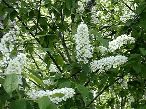 Открыткам Пусть запах любимой сирени, ностальгии пройдется по душам.