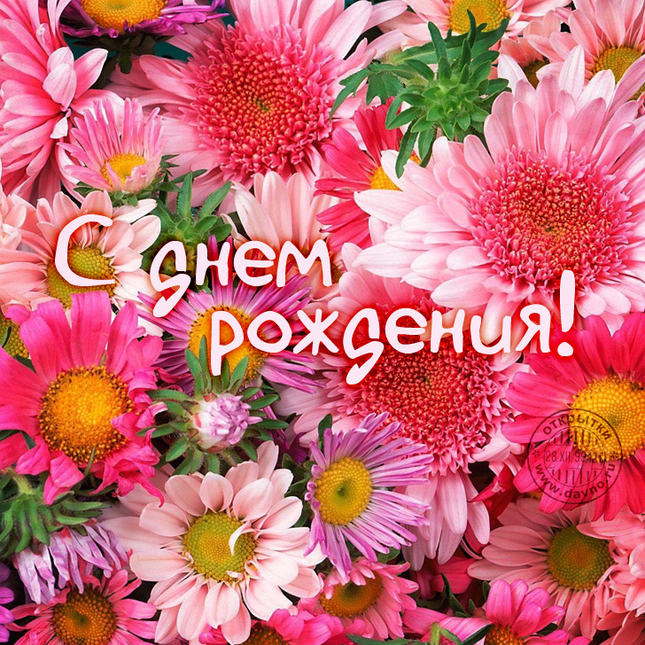 Картинки с днем рождения с герберами женщине