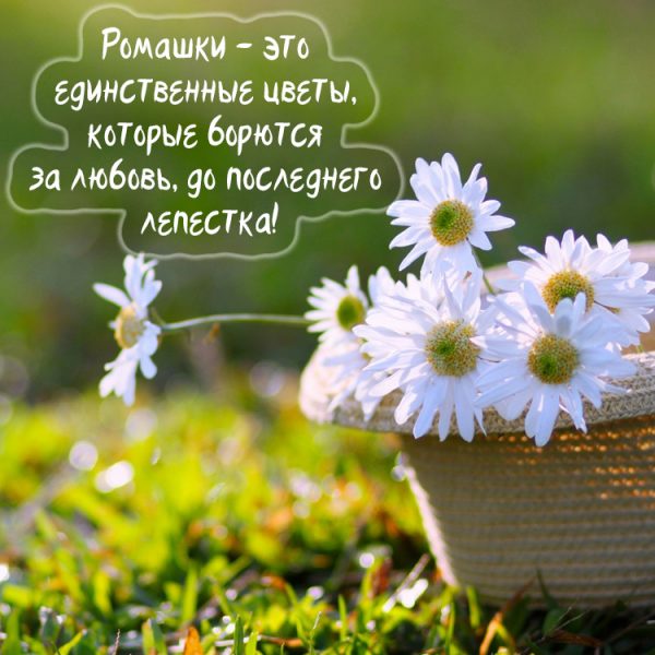 Картинки с ромашками скачать бесплатно. Картинки с ромашками и васильками.