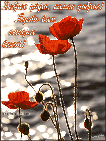 Открытки с анимацией маки в вазе на столе.  Открытка с полем красных маков.