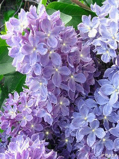 Открытка Доброе утро gif-анимация с бабочками и птицей сидящими на кусту сире...