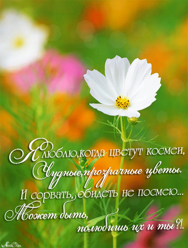 Картинка космеи. Открытка букет с космеями и другими цветами с бабочками стои...