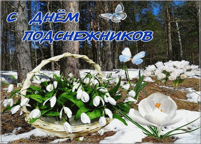 Показать открытки с Днем подснежника. Открытки поздравления с днем подснежника.