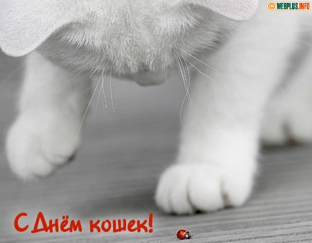 Красивые картинки с днем кошек. Прикольные открытки с Днем кошек.
