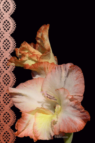 Ретро открытка С Днём рождения С гладиолусами. Гиф открытка переливающаяся с ...