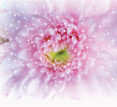 Открытка гиф блестящая с букетом белых и фиолетовых Astra и яблоками.