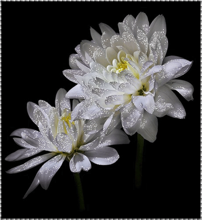 Открытки мерцающие бабочка с астрой. Открытки с букетом остров ко дню рождения.