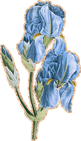 Красивые фото ирисов. Ирисы фото на рабочий стол. Картинки цветов ириса.