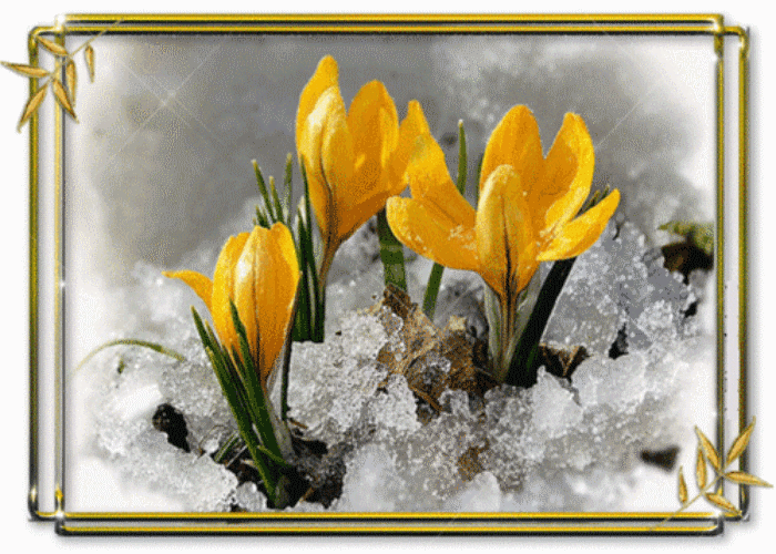 Открытка Спасибо что есть на земле чудеса, мерцающий фиолетовый Крокус.