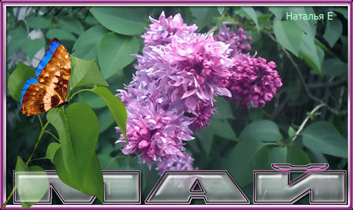 Открытки с изображением сирени. Открытка с сиренью. Открытка на 9 мая с сиренью.