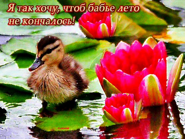 Картинки Бабье лето прикольные. Картинки смешные про бабье лето.