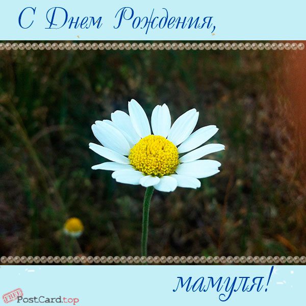 Картинки с ромашками Доброе утро. Картинка с ромашками на день рождения.