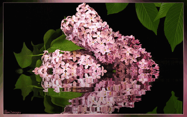 Открытки С днём сирени. Поздравительные открытки с сиренью. 