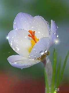  Скачать букет фрезий фото. Фрезия фото GIF. Фрезия на клумбе открытка.