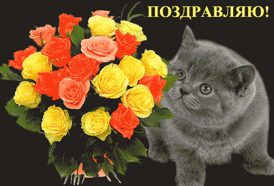 Открытки с кошками на день рождения. Открытки с кошками Доброе утро.