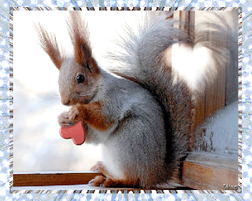 Смешные картинки с белочками. Открытка с белкой. Открытка белочка с днём рожд...