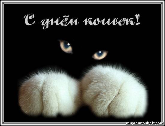 Смешные открытки с Днем кошек. Картинка С днем кошек.