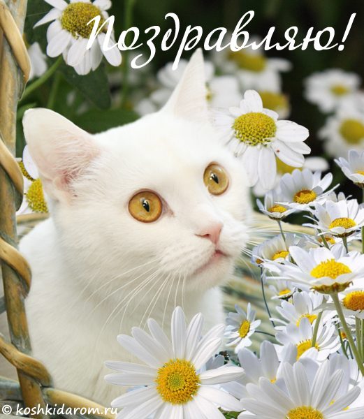 Открытки с кошками на день рождения. Открытки с кошками Доброе утро.