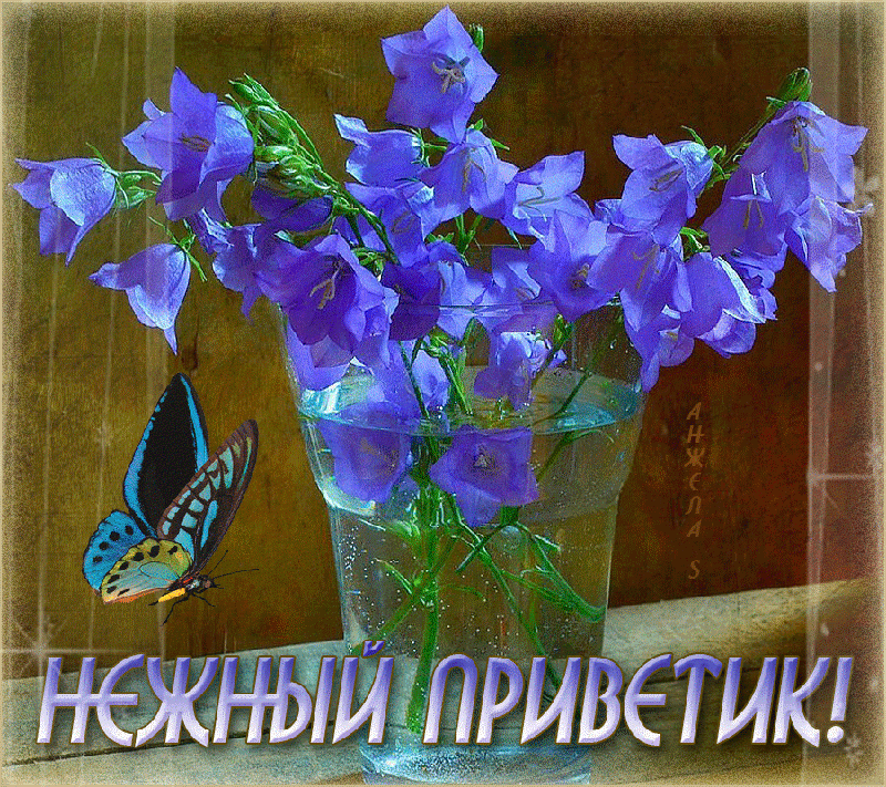 Открытка с белой кошкой Привет Как как открытка медвежонок в Малине Привет ма...