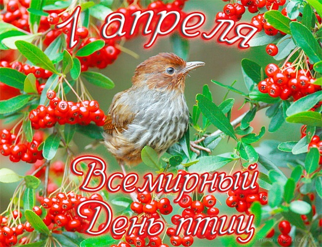 С международным днем птиц картинки. Открытка день птиц 2019.
