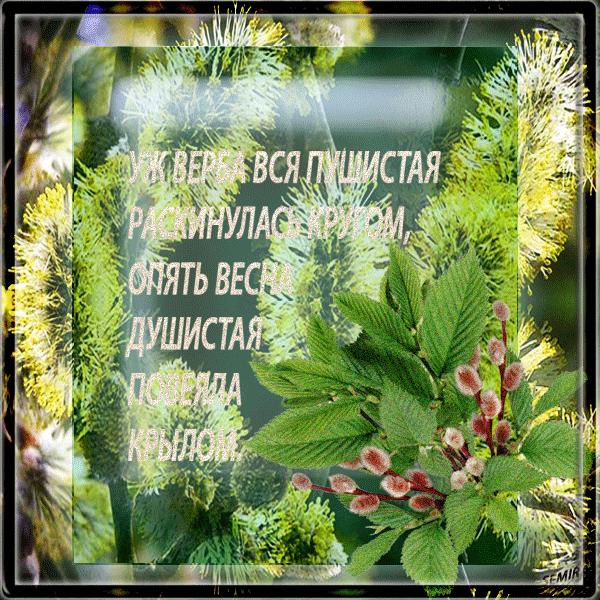 Открытка с вербой над водой переливающаяся анимированная на Вербное воскресенье.