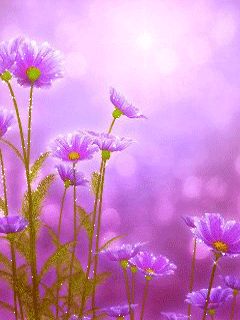 Открытка бабочка порхает над космеи. Открытка с букетом цветов разных и космеи.