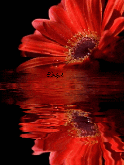 Оранжевые герберы фото. Герберы фото букетов. Белые герберы фото.