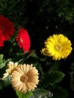 Открытки С днём рождения с герберами. Открытки с герберами. 