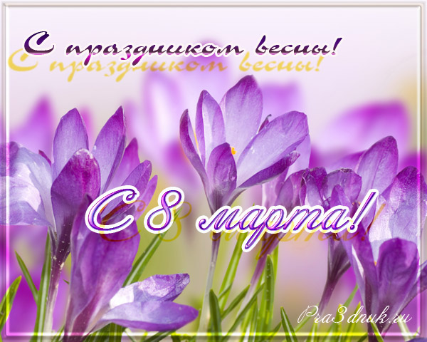 Открытка Спасибо что есть на земле чудеса, мерцающий фиолетовый Крокус.