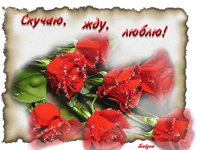 Картинка с красными розами. Живые розы фото. Шикарные розы фото.