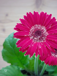 Открытка мерцающая 3 гербера оранжевый, розовый, и ярко малиновый Гербер.