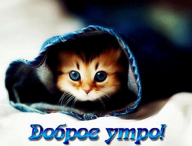 Открытки Картинки с кошками смешные. Картинки с кошками с надписью. Картинки с кошками Привет. Картинки с кошками Я тебя люблю открытки с кошками прикольные. Открытки с кошками с Днём Рождения. Открытки с котами прикольные. Открытки с котами скачать бесплатно анимационные открытки С днем рождения с котами.