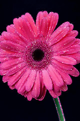 Открытка мерцающая 3 гербера оранжевый, розовый, и ярко малиновый Гербер.