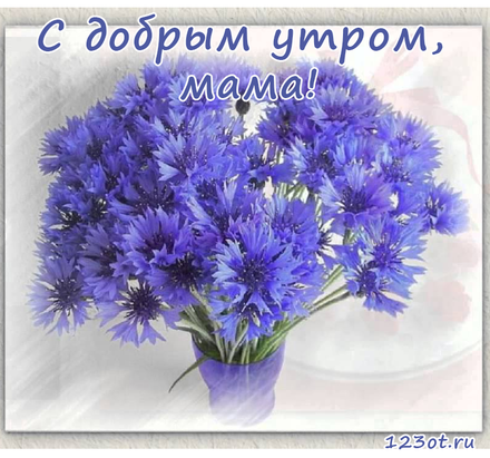 Картинки с васильками. Картинки с васильками с днём рождения.